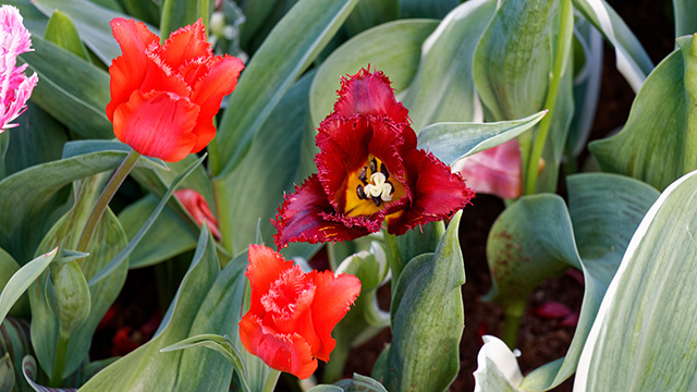 Tulipe Parc de  Keukenhof
